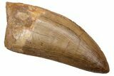 Serrated, Carcharodontosaurus Tooth - Real Dinosaur Tooth #225435-1